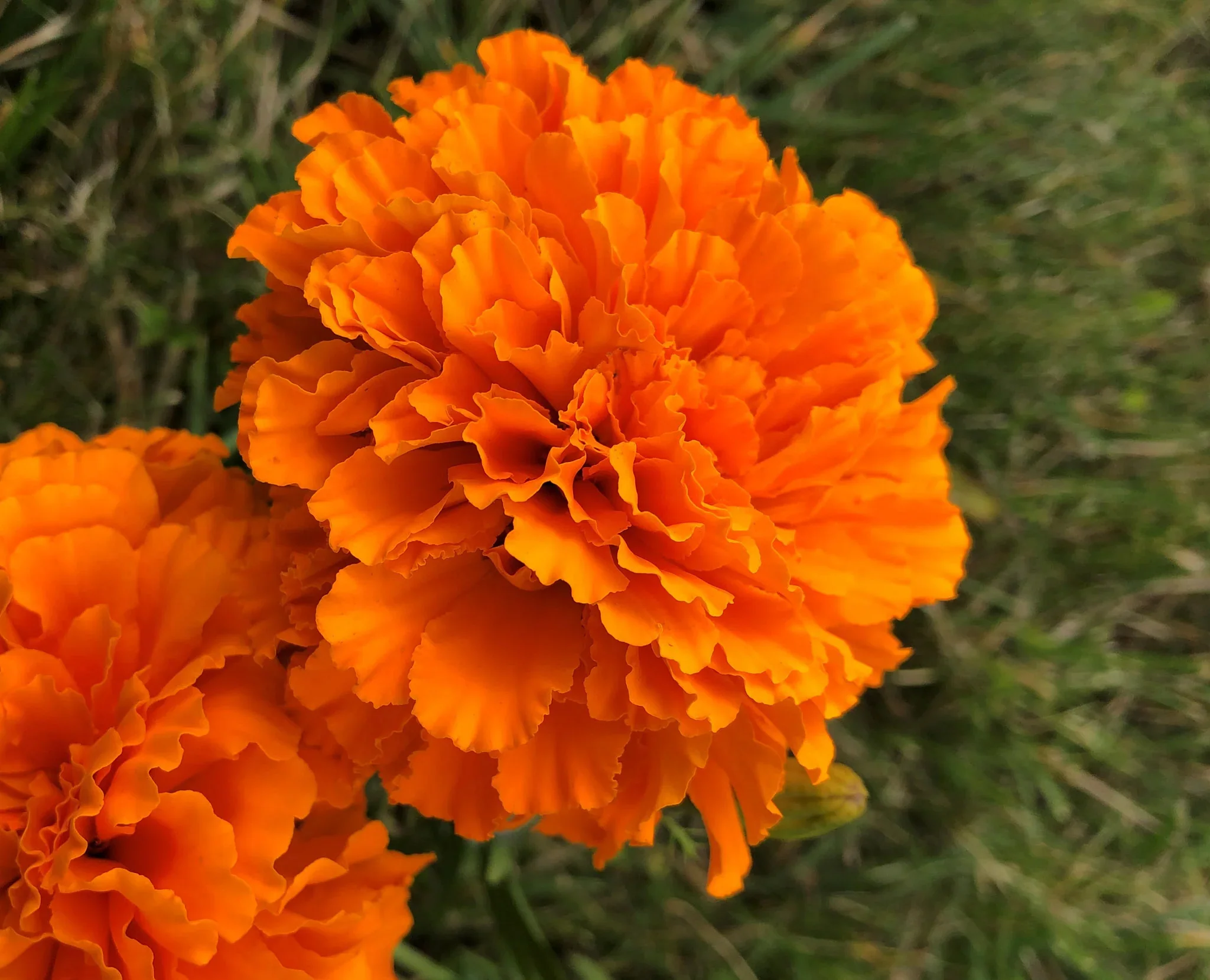 Deep Orange Marigold Flower Seeds – Bold & Vibrant Blooms for Gardens - Image 3