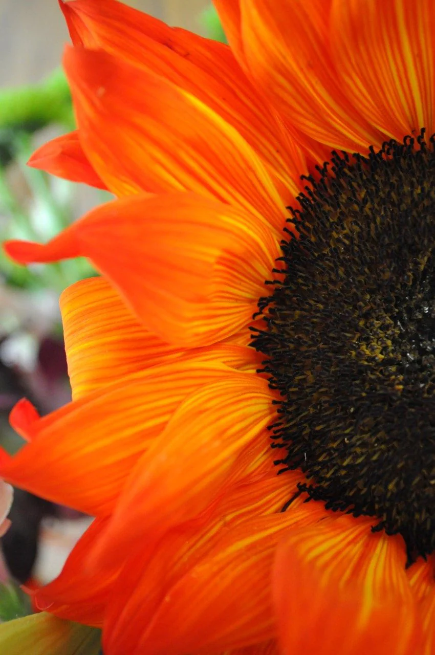 Deep Orange Sunflower Seeds – Bold, Fiery Blooms for Gardens & Pollinators - Image 3