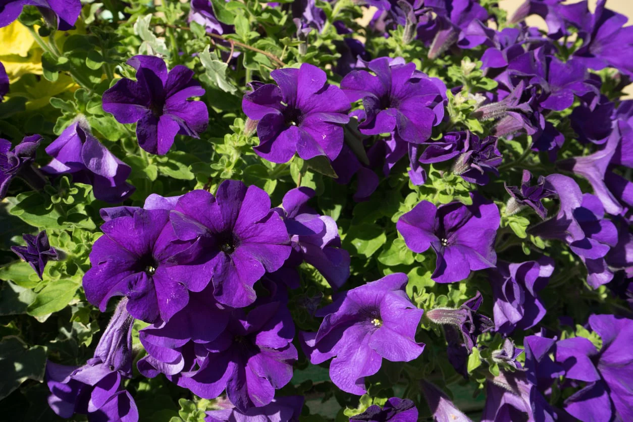 Deep Purple Petunia Seeds – Lush, Velvety Blooms for Gardens & Containers - Image 2