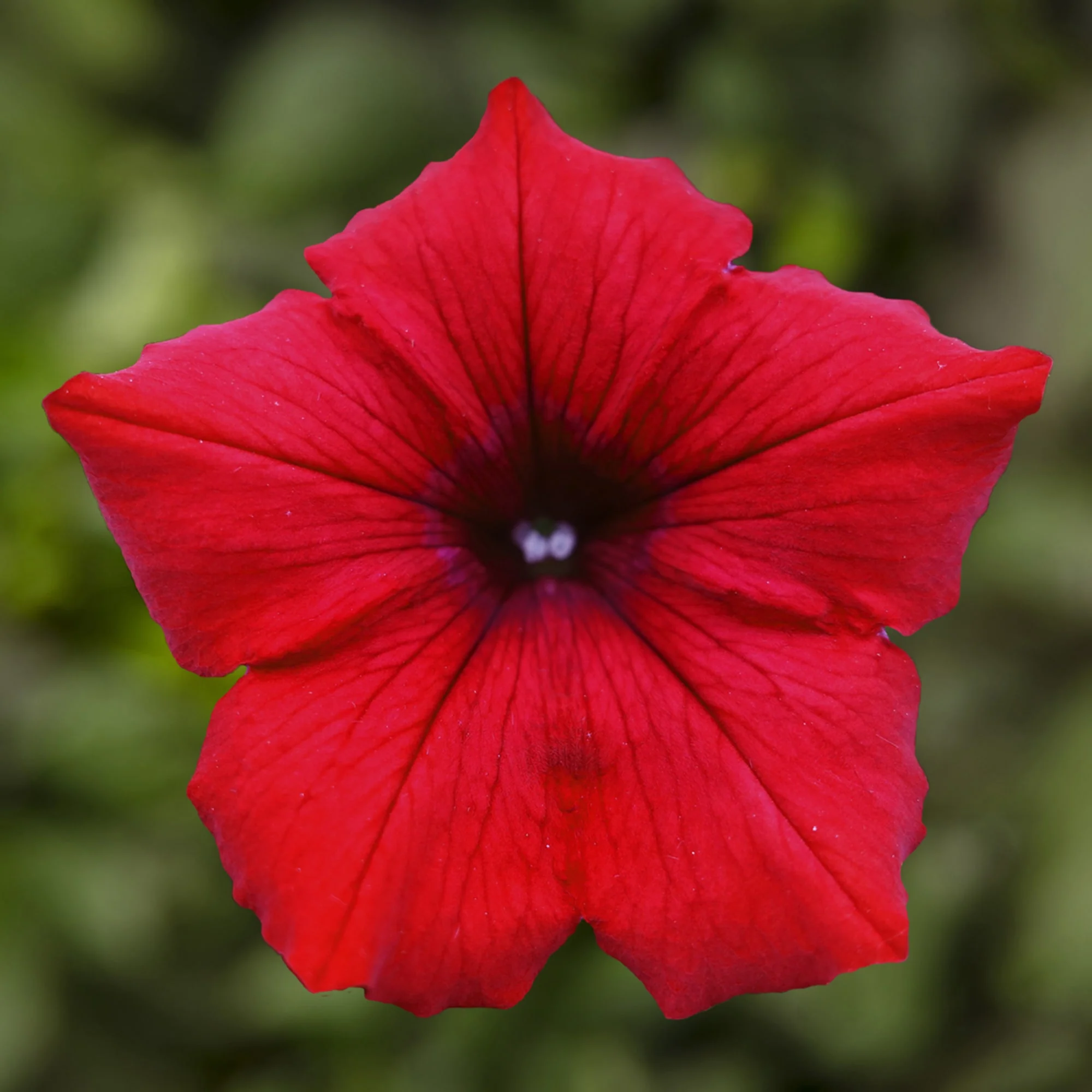 Deep Red Petunia Seeds – Rich, Velvety Blooms for Gardens & Hanging Baskets