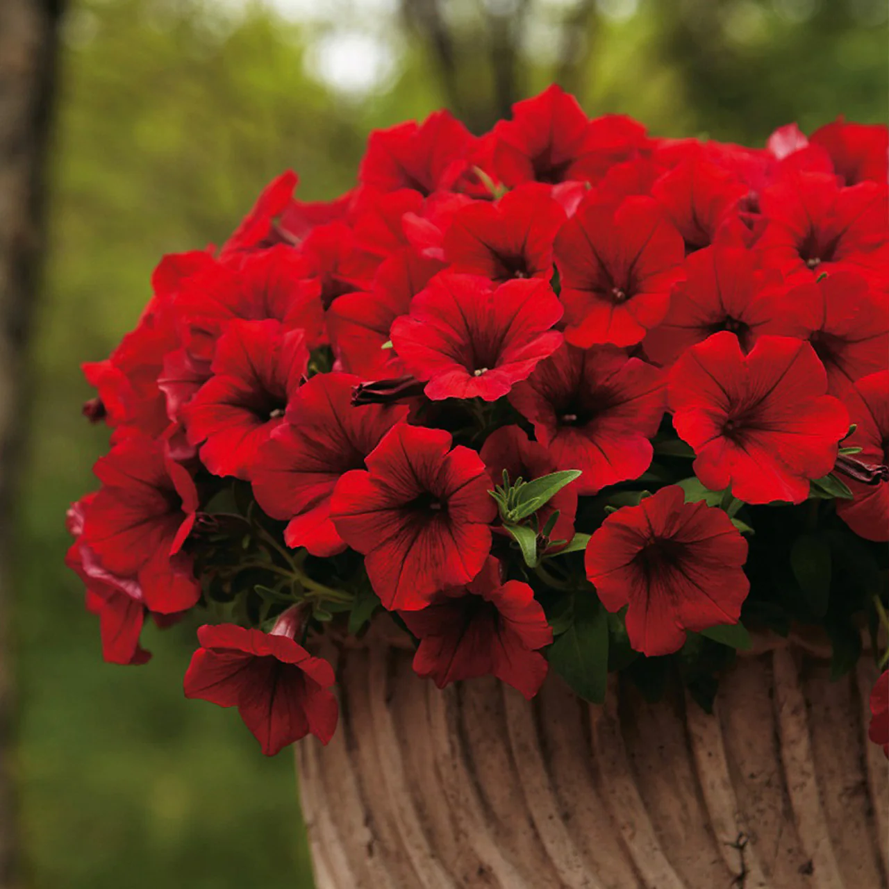 Deep Red Petunia Seeds – Rich, Velvety Blooms for Gardens & Hanging Baskets - Image 2