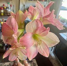 Flat-Topped Bloom Seeds – Delicate, Unique Flower Clusters for Ornamental Gardens - Image 3