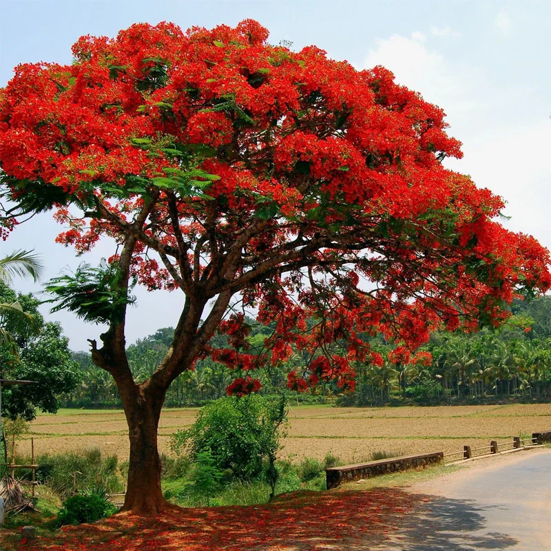 Delonix Regia Royal Poinciana Tree Seeds for Planting – Tropical Flowering Shade Tree for Outdoor Landscapes, Avenue Planting & Large Gardens