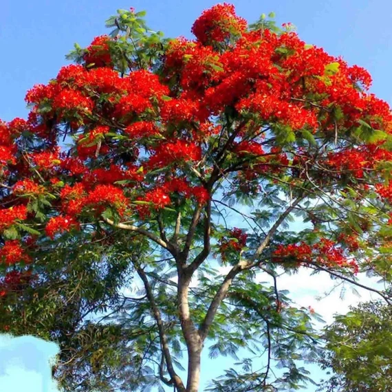 Delonix Regia Royal Poinciana Tree Seeds for Planting – Tropical Flowering Shade Tree for Outdoor Landscapes, Avenue Planting & Large Gardens - Image 2