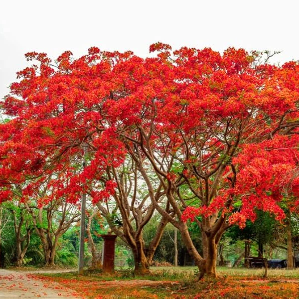 Delonix Regia Royal Poinciana Tree Seeds for Planting – Tropical Flowering Shade Tree for Outdoor Landscapes, Avenue Planting & Large Gardens - Image 3