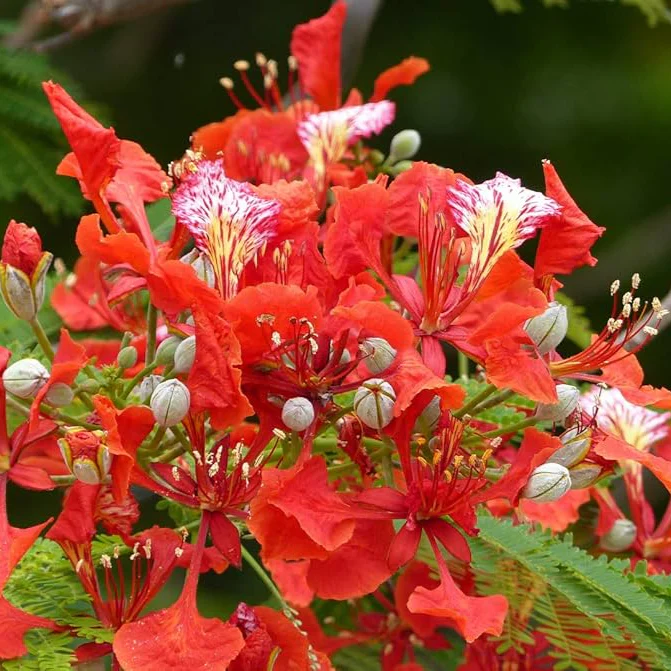 Delonix Regia Royal Poinciana Tree Seeds for Planting – Tropical Flowering Shade Tree for Outdoor Landscapes, Avenue Planting & Large Gardens - Image 4