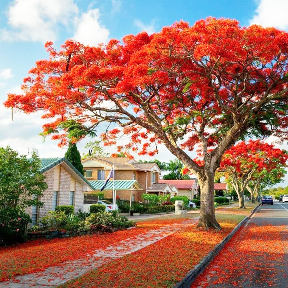 Delonix Regia Royal Poinciana Tree Seeds for Planting – Tropical Flowering Shade Tree for Outdoor Landscapes, Avenue Planting & Large Gardens - Image 5
