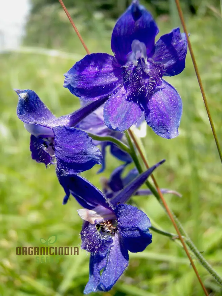 Delphinium Menziesii Flower Seeds for Planting, Cultivate Beauty in Your Garden