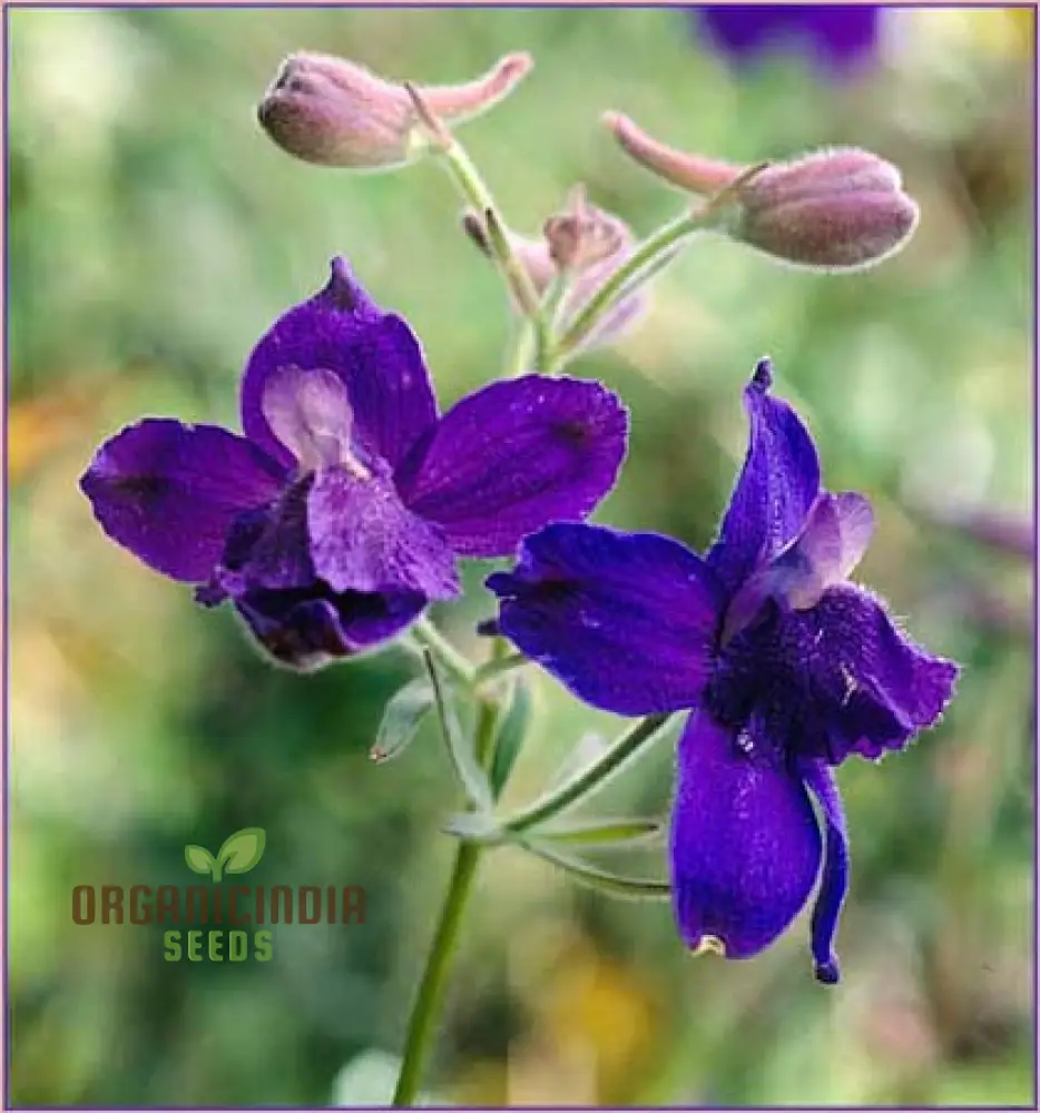 Delphinium Menziesii Flower Seeds for Planting, Cultivate Beauty in Your Garden - Image 3