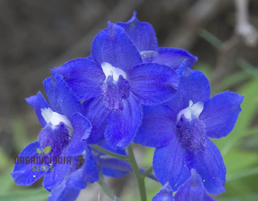 Delphinium Menziesii Flower Seeds for Planting, Cultivate Beauty in Your Garden - Image 4