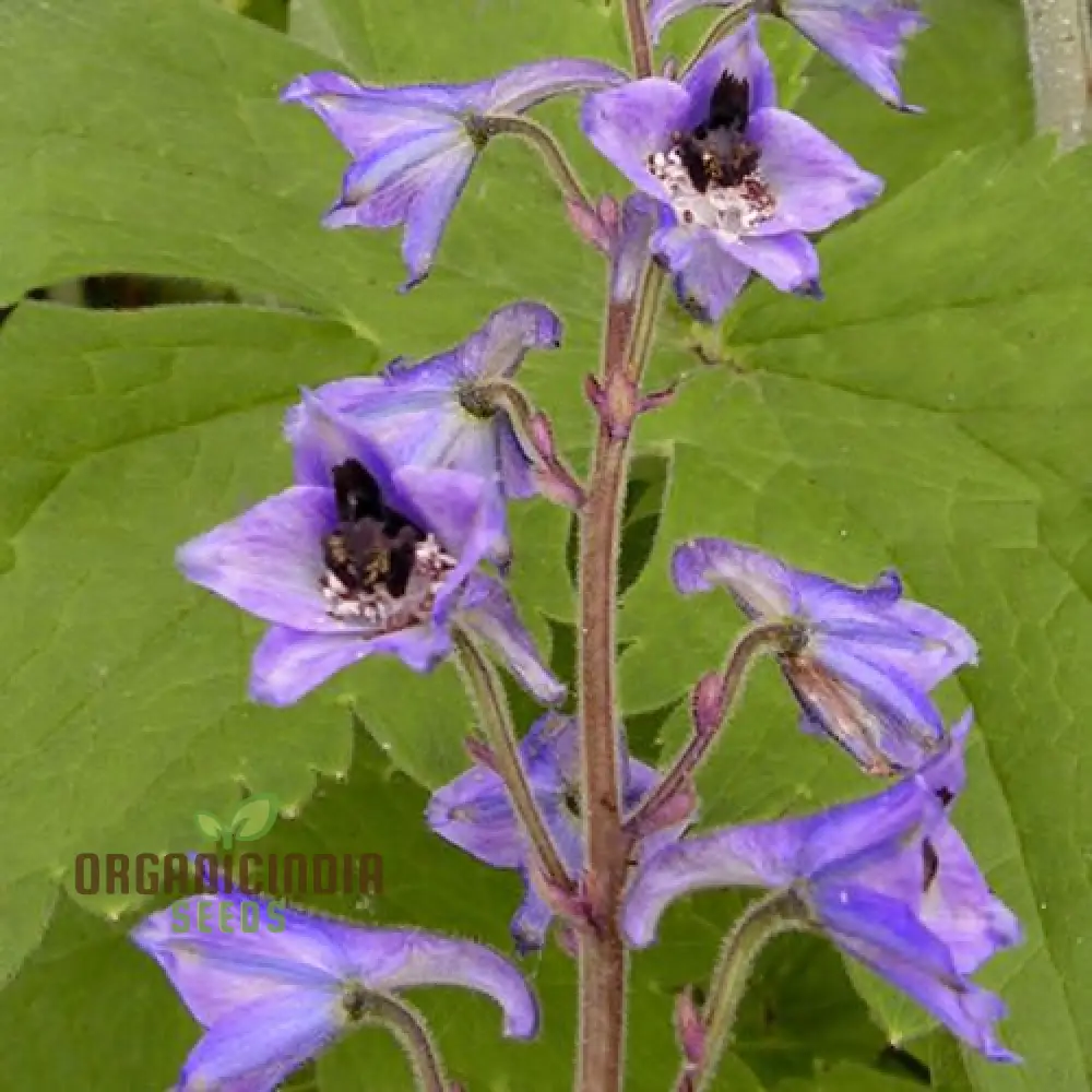 Delphinium Novo Mexicanum Flower Seeds for planting, Grow Elegance in Your Garden