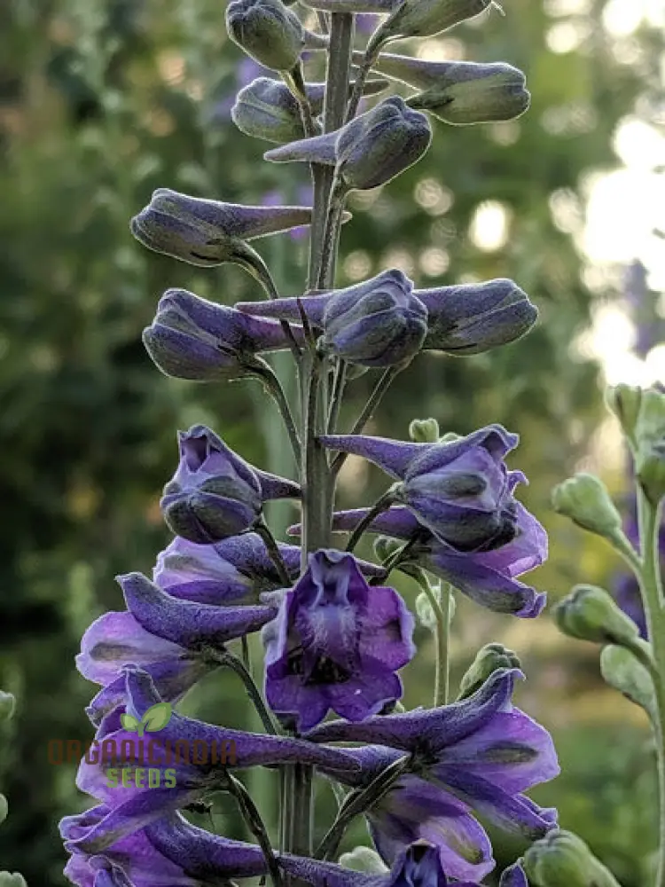 Delphinium Novo Mexicanum Flower Seeds for planting, Grow Elegance in Your Garden - Image 3