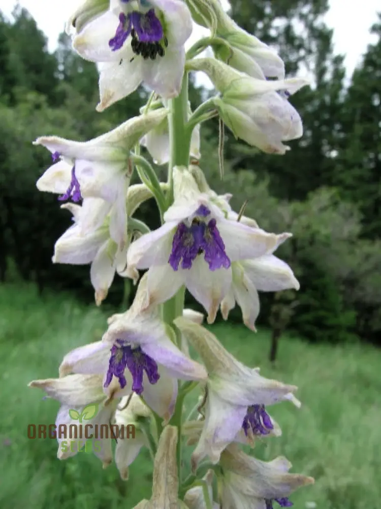 Delphinium Novo Mexicanum Flower Seeds for planting, Grow Elegance in Your Garden - Image 4