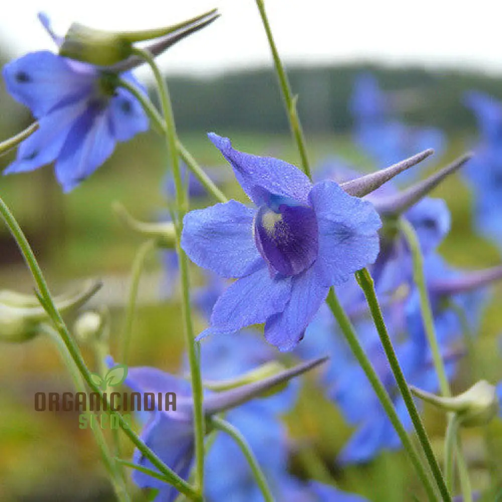 Delphinium Pylzowii Flower Seeds for planting, Stunning Addition to Your Garden