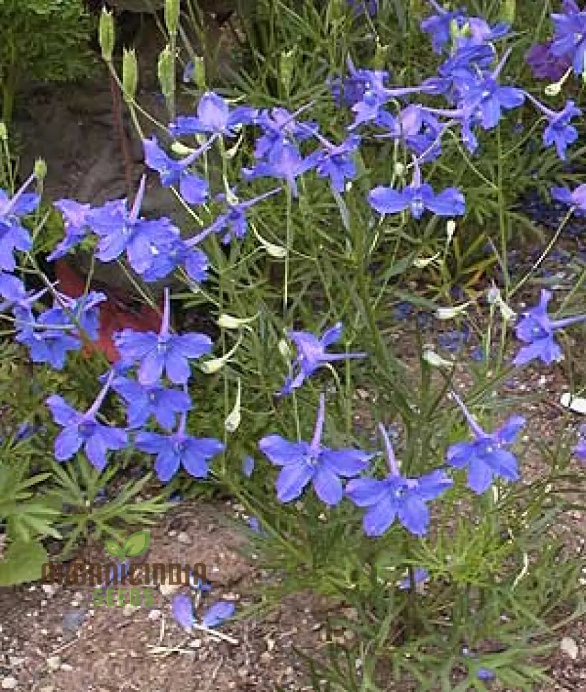 Delphinium Pylzowii Flower Seeds for planting, Stunning Addition to Your Garden - Image 3