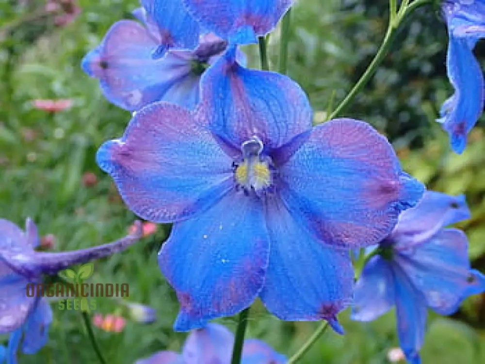 Delphinium Pylzowii Flower Seeds for planting, Stunning Addition to Your Garden - Image 4