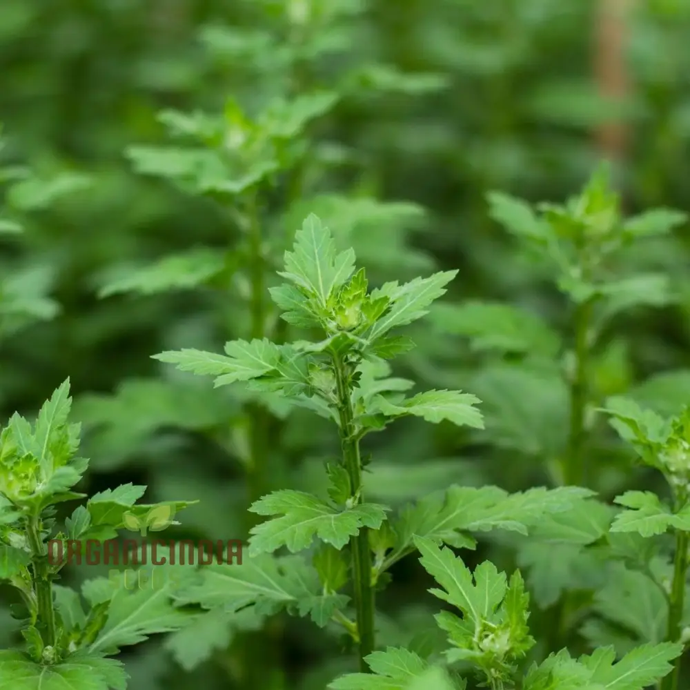 Dendranthema Indicum Seeds - Grow Beautiful Chrysanthemums for Your Garden