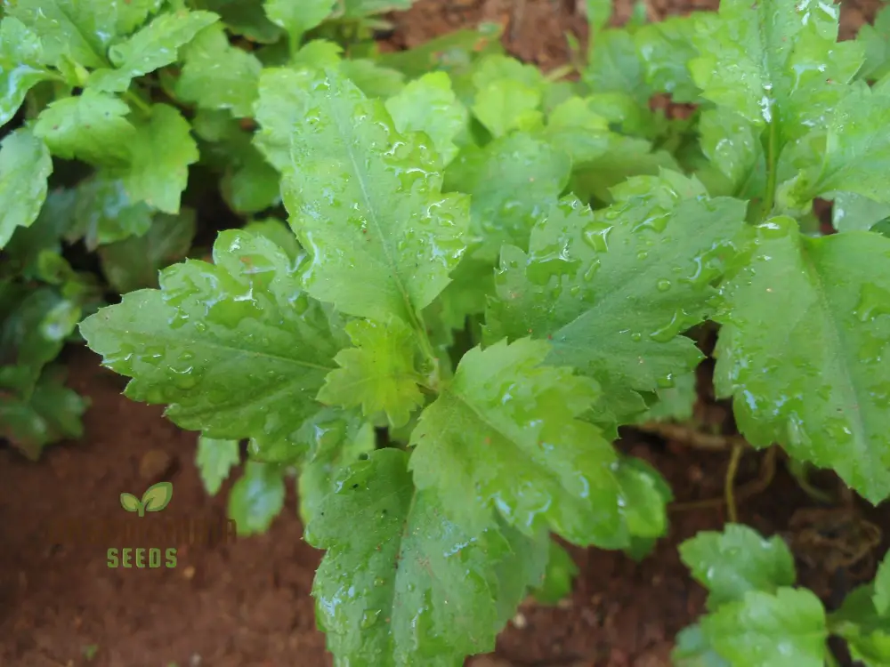 Dendranthema Indicum Seeds - Grow Beautiful Chrysanthemums for Your Garden - Image 2
