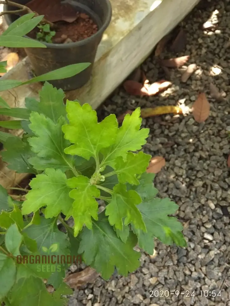 Dendranthema Indicum Seeds - Grow Beautiful Chrysanthemums for Your Garden - Image 3