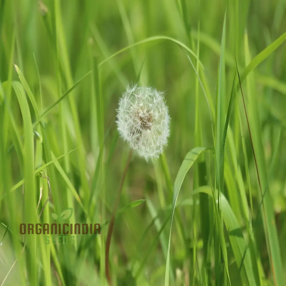 Dente Di Leone Flower Seeds – Elegant Hardy Garden Blooms - Image 4