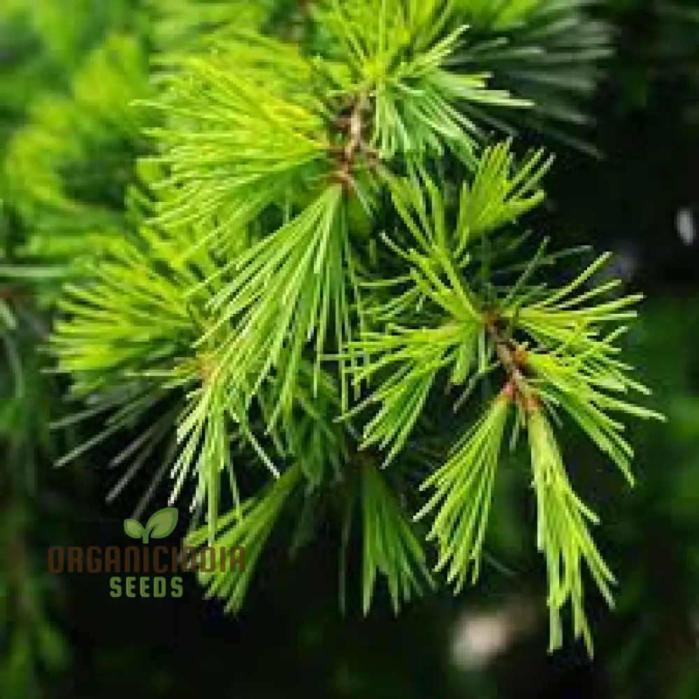 Deodar Cedar Seeds - Cedrus Deodora for Gardening Enthusiasts | Fresh Seeds