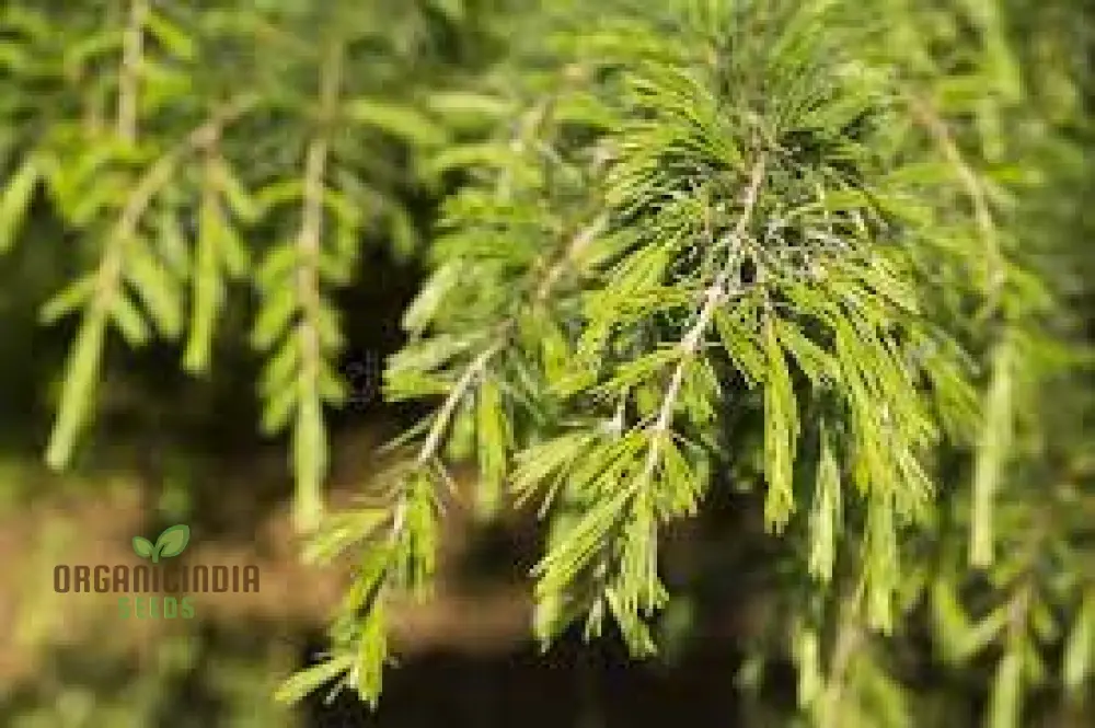 Deodar Cedar Seeds - Cedrus Deodora for Gardening Enthusiasts | Fresh Seeds - Image 2