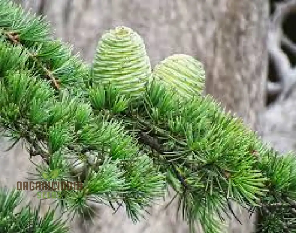 Deodar Cedar Seeds - Cedrus Deodora for Gardening Enthusiasts | Fresh Seeds - Image 3