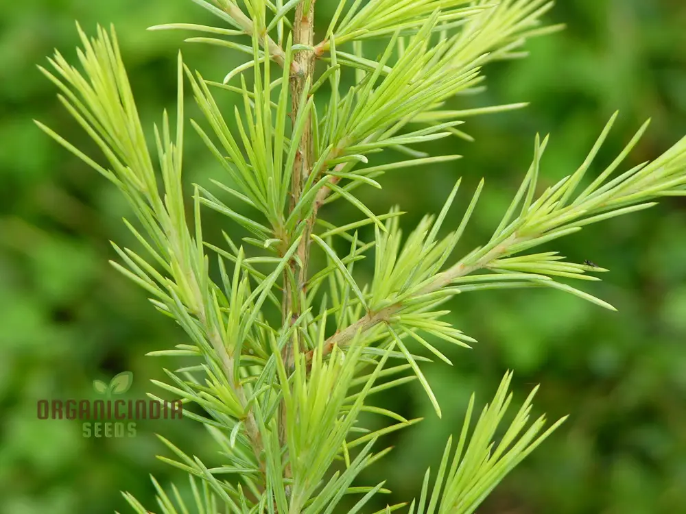 Deodar Cedar Seeds - Cedrus Deodora for Gardening Enthusiasts | Fresh Seeds - Image 4