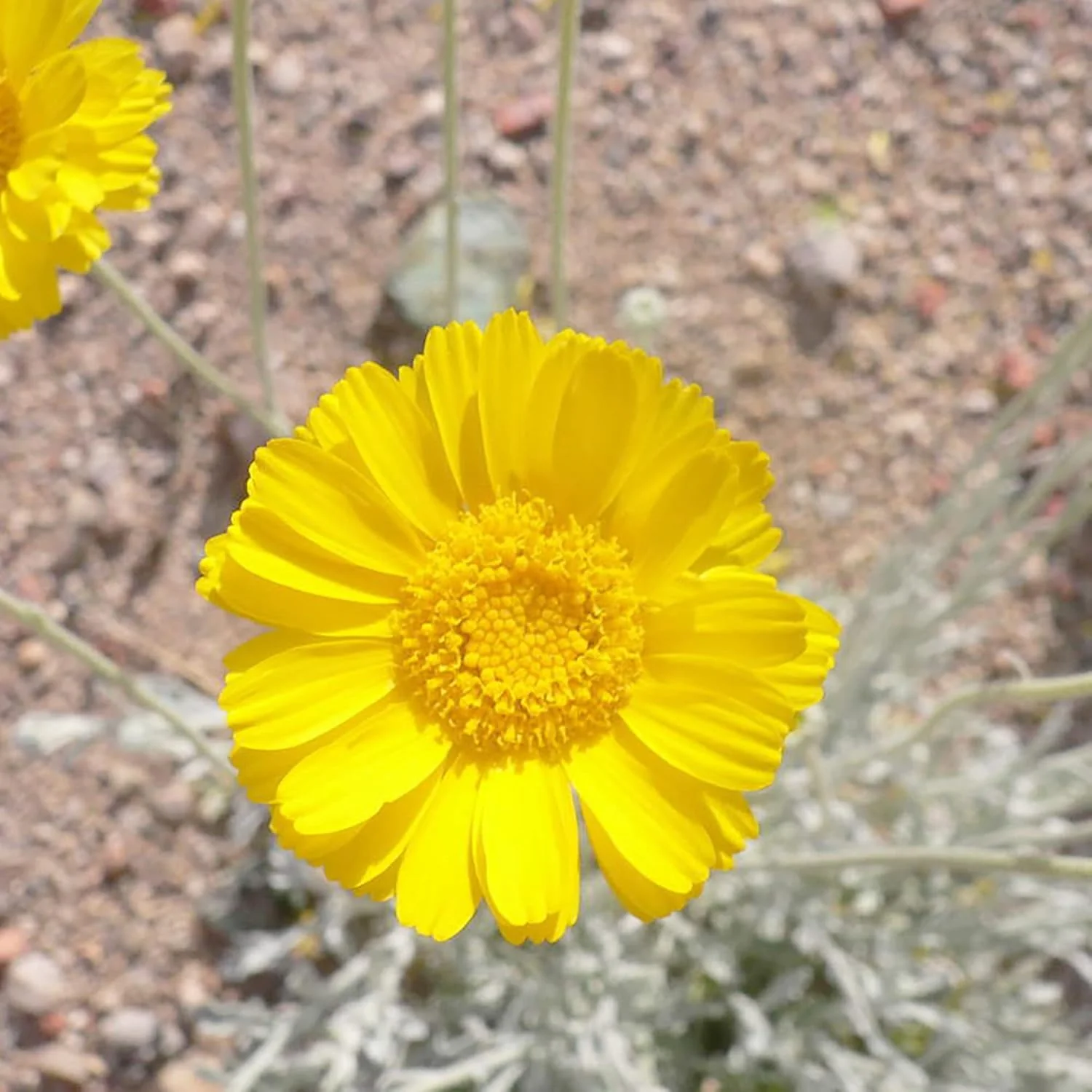 Marigold Seeds (Desert Marigold Seeds Baileya Multiradiata) - Drought-Tolerant Perennial for Rock Gardens