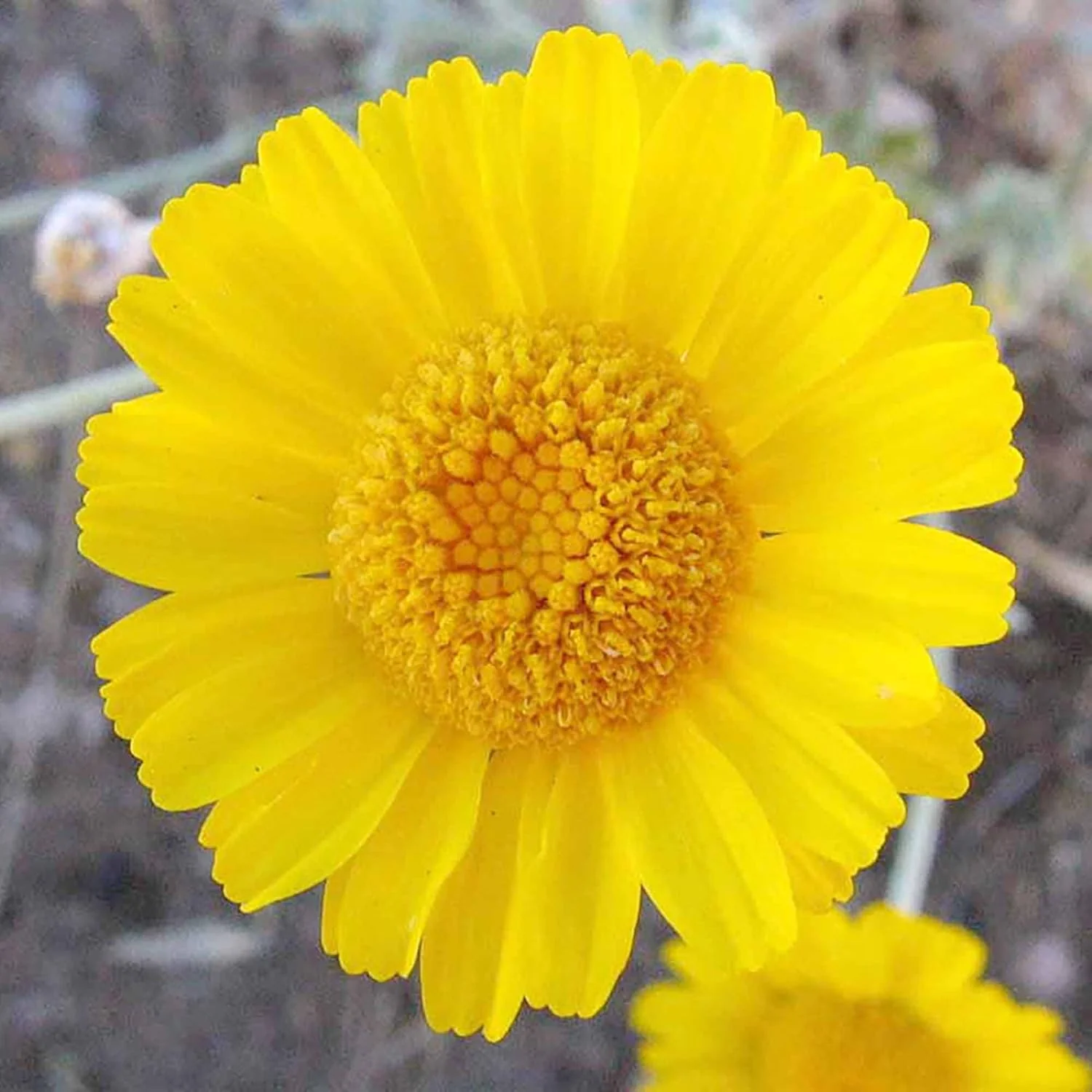 Marigold Seeds (Desert Marigold Seeds Baileya Multiradiata) - Drought-Tolerant Perennial for Rock Gardens - Image 3