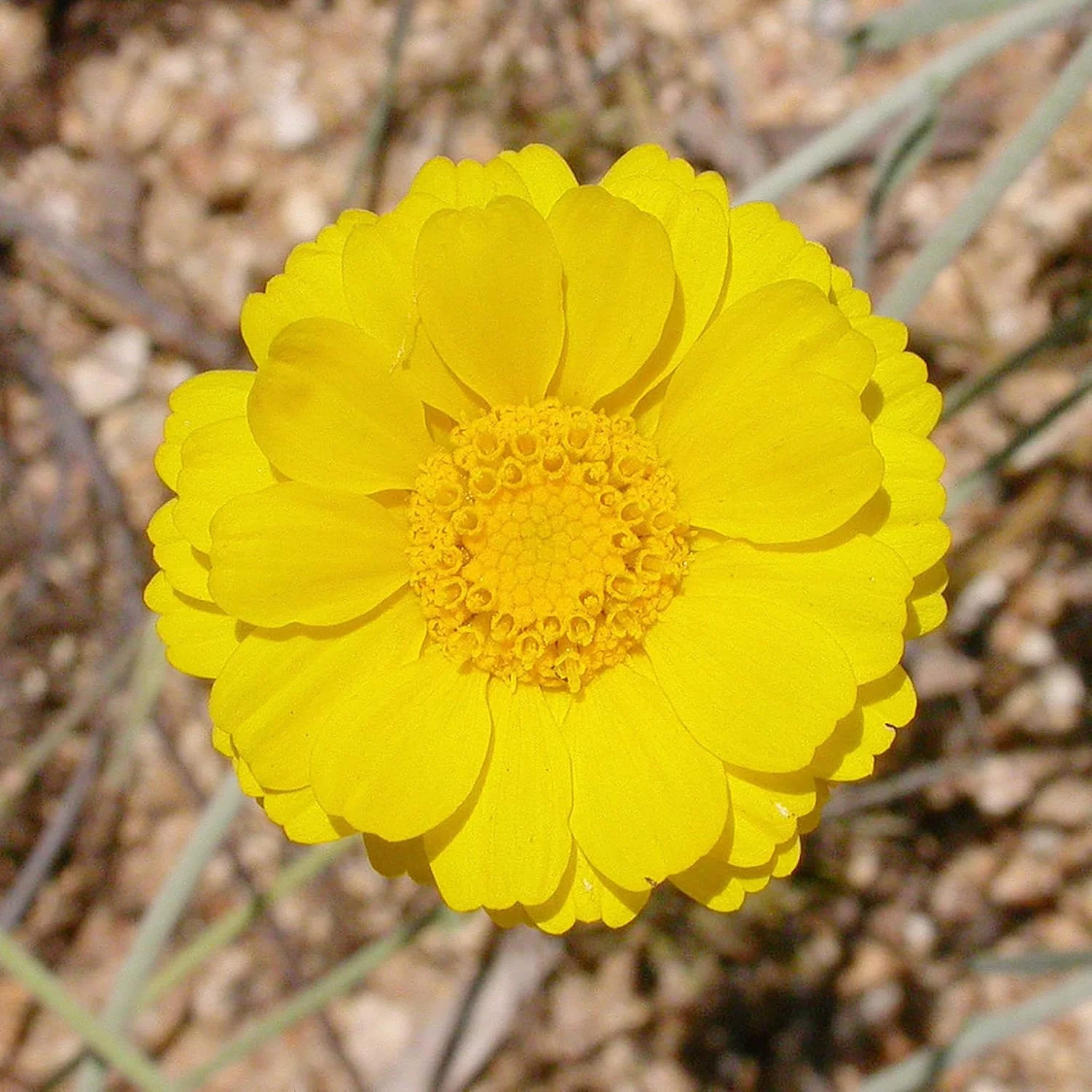 Marigold Seeds (Desert Marigold Seeds Baileya Multiradiata) - Drought-Tolerant Perennial for Rock Gardens - Image 4