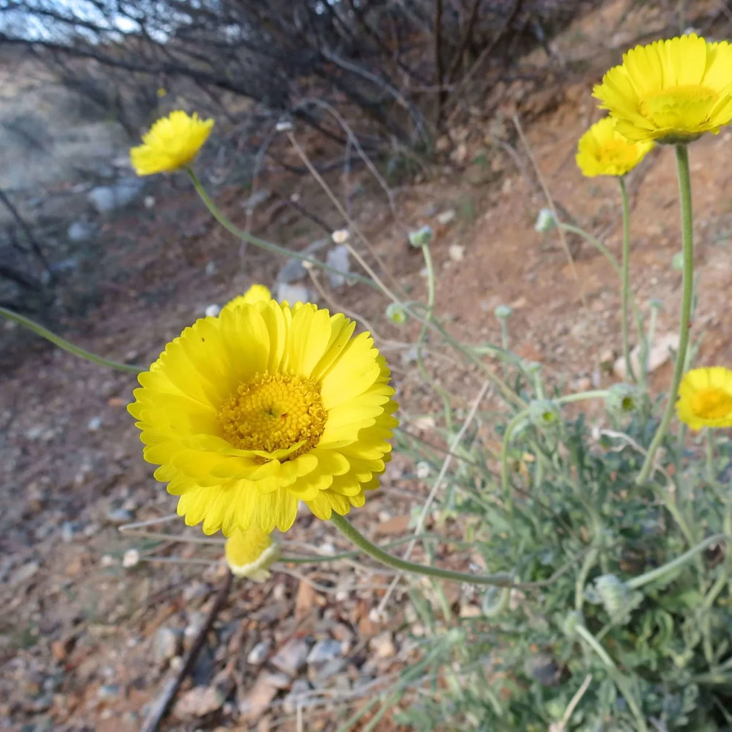 Marigold Seeds (Desert Marigold Seeds Baileya Multiradiata) - Drought-Tolerant Perennial for Rock Gardens - Image 5