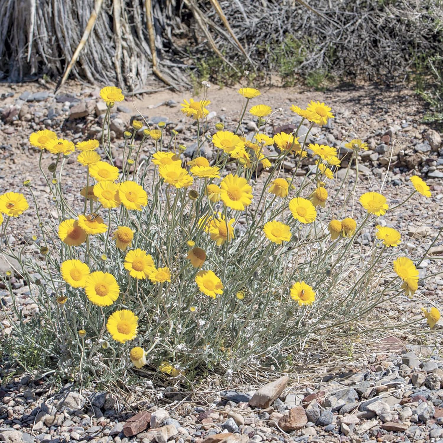 Marigold Seeds (Desert Marigold Seeds Baileya Multiradiata) - Drought-Tolerant Perennial for Rock Gardens - Image 6