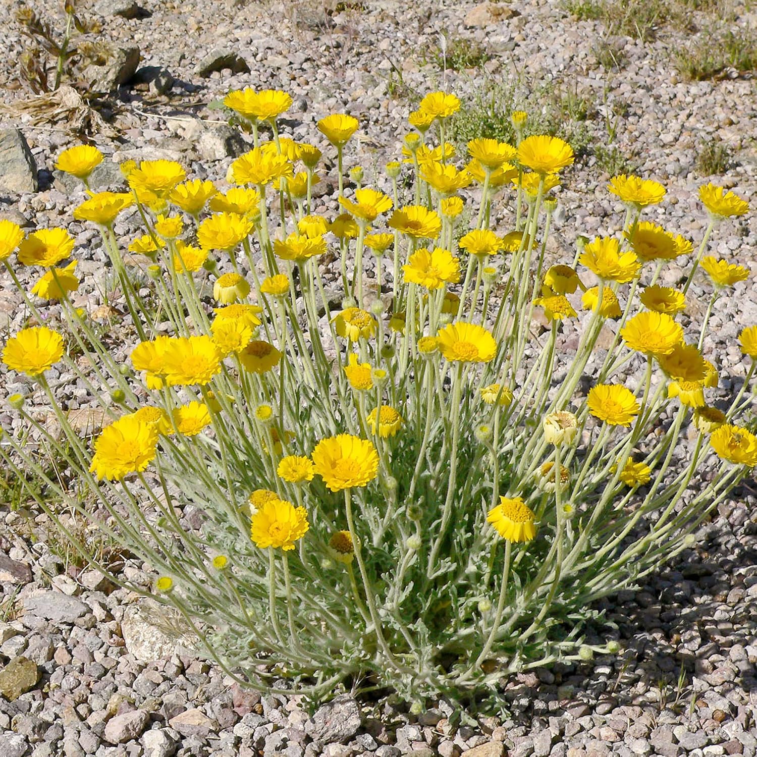 Marigold Seeds (Desert Marigold Seeds Baileya Multiradiata) - Drought-Tolerant Perennial for Rock Gardens - Image 7