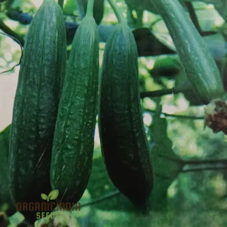 Desi Bunching Sweet Sponge Gourd Seeds – Premium Quality for Your Garden