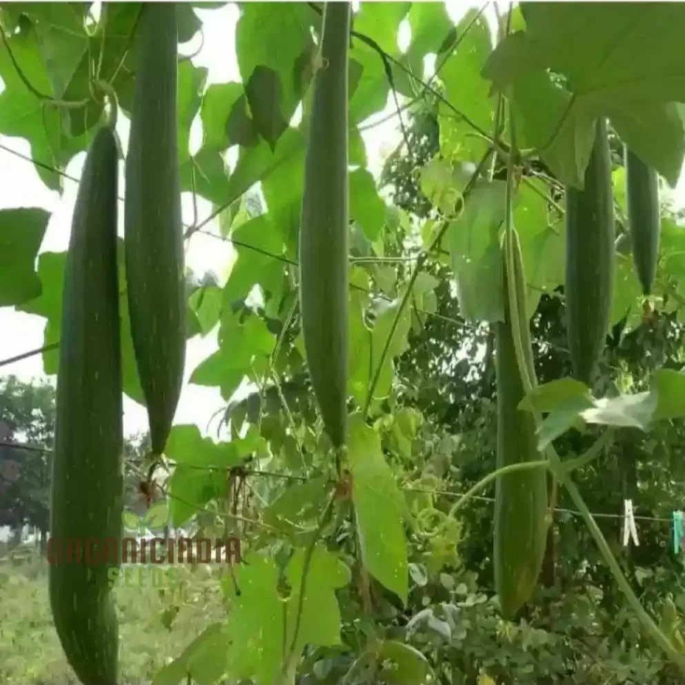 Desi Bunching Sweet Sponge Gourd Seeds – Premium Quality for Your Garden - Image 3