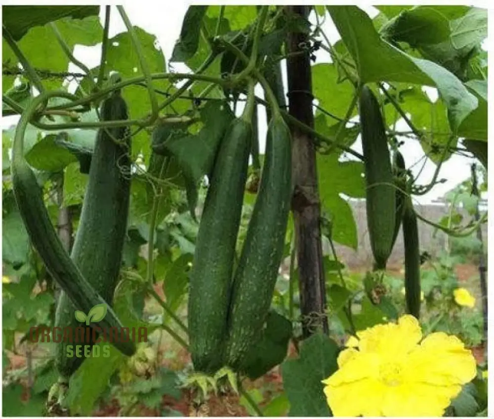 Desi Bunching Sweet Sponge Gourd Seeds – Premium Quality for Your Garden - Image 4
