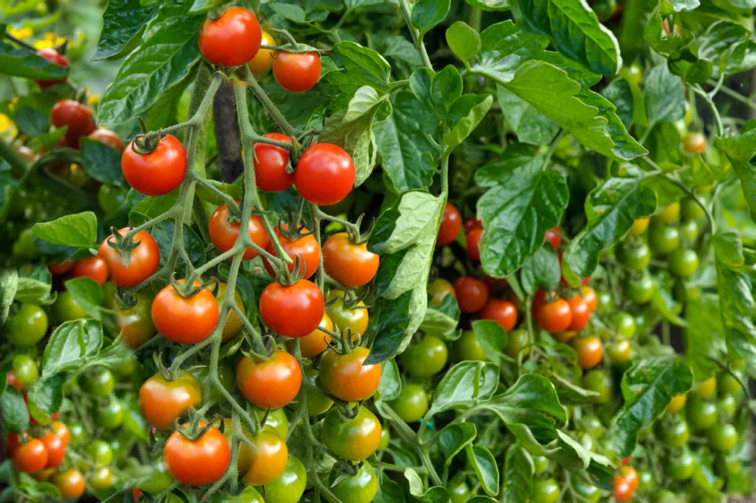 Determinate (Bush) Tomato Seeds – High-Yield, Compact & Easy to Grow - Image 2