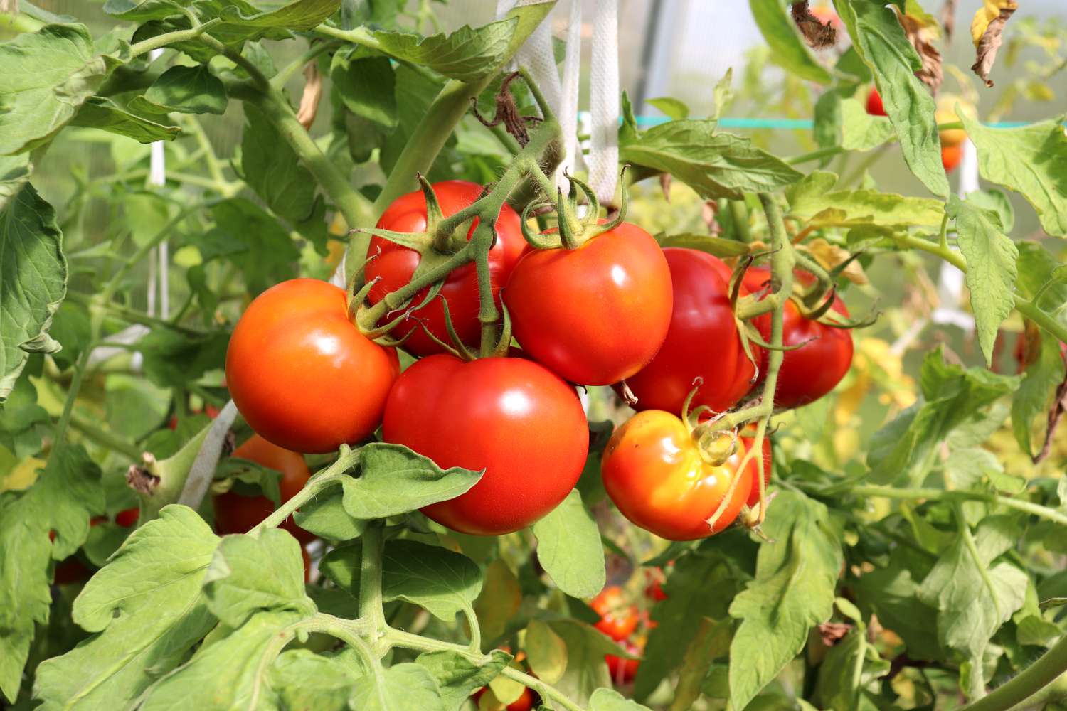 Determinate (Bush) Tomato Seeds – High-Yield, Compact & Easy to Grow - Image 3