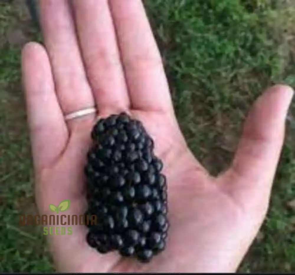 Dewberry Seeds for Sale, 25pcs Dewberry Seeds, Rubus Caesius Seeds, Wild Dewberry Seeds
