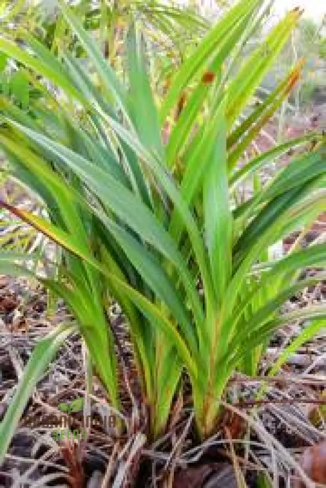 Dianella ensifolia 'Madagascar' Planting Seeds, Enhance Your Garden with Exotic Beauty