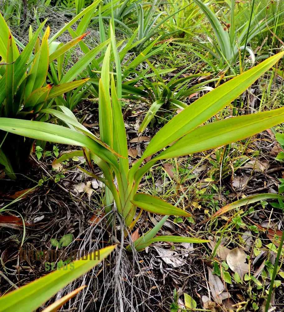 Dianella ensifolia 'Madagascar' Planting Seeds, Enhance Your Garden with Exotic Beauty - Image 3