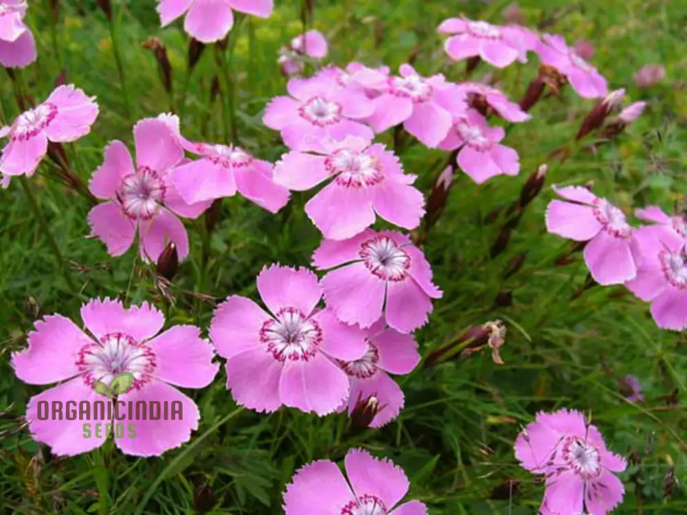 Dianthus Alpinus Flower Seeds For Planting, Hardy and Colorful Blooms for Your Garden