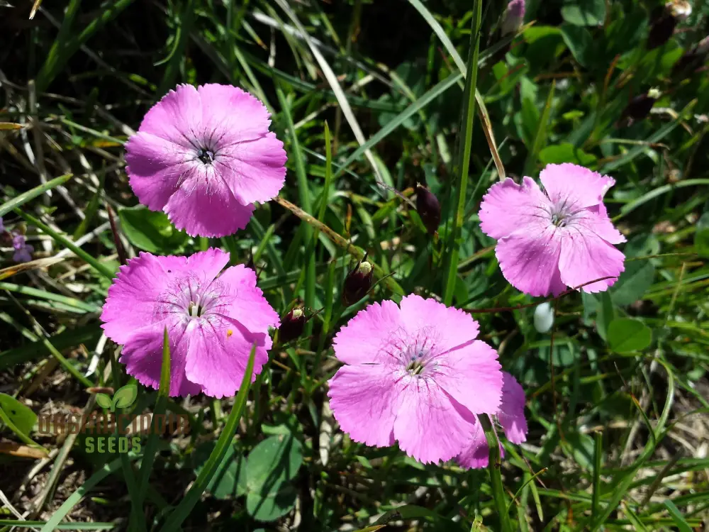 Dianthus Alpinus Flower Seeds For Planting, Hardy and Colorful Blooms for Your Garden - Image 3