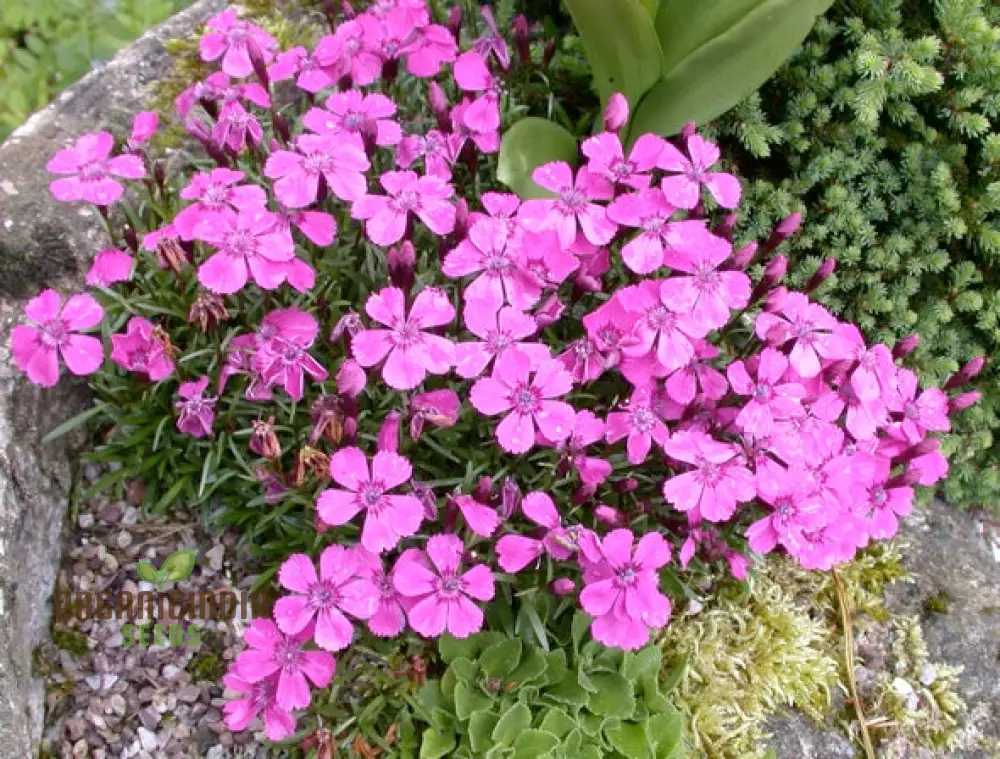 Dianthus Alpinus Flower Seeds For Planting, Hardy and Colorful Blooms for Your Garden - Image 4