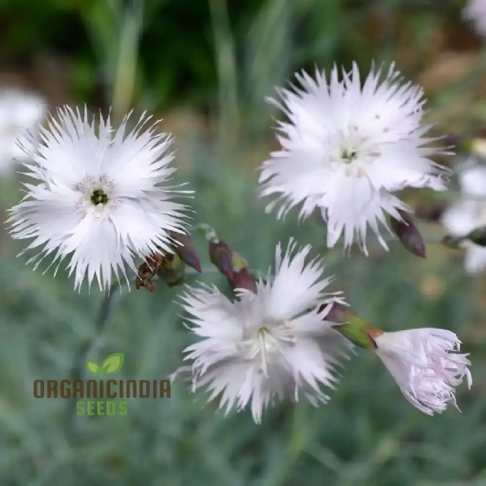 Dianthus Anatolicus Flower Seeds For Planting, Add Charm to Your Garden with These Delicate Blooms - Image 3