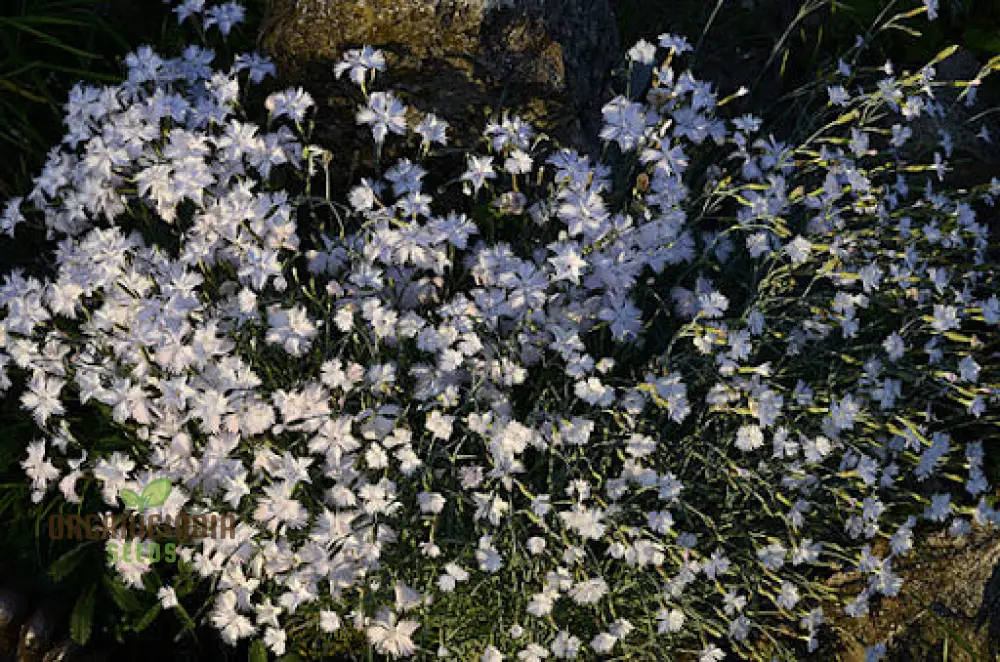Dianthus Anatolicus Flower Seeds For Planting, Add Charm to Your Garden with These Delicate Blooms - Image 4