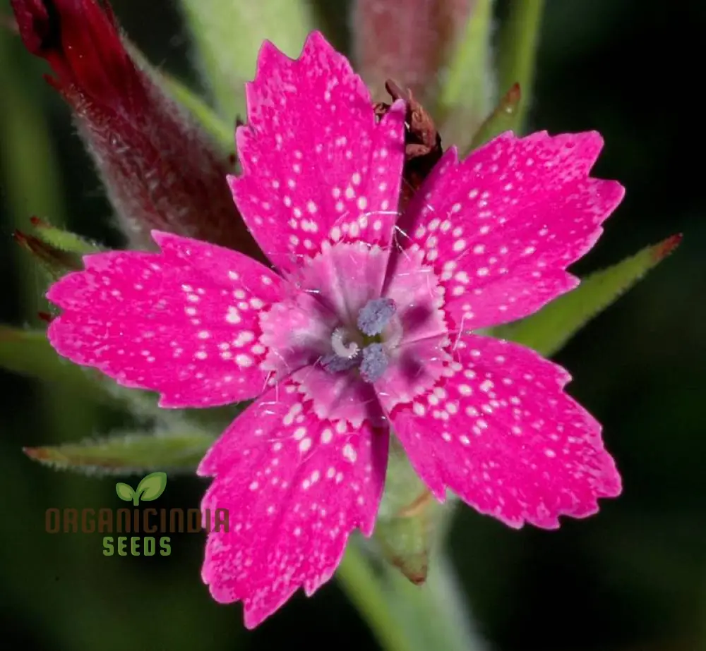 Dianthus Armeria Flower Seeds, Brighten Your Garden with Hardy and Colorful Blooms