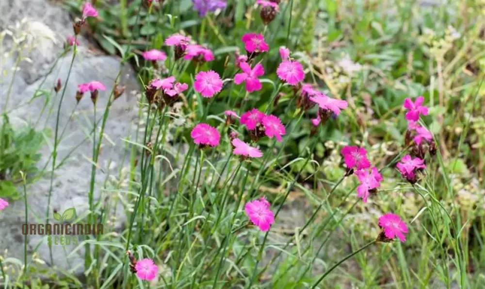 Dianthus Armeria Flower Seeds, Brighten Your Garden with Hardy and Colorful Blooms - Image 3
