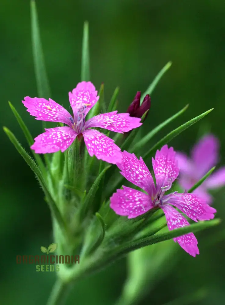 Dianthus Armeria Flower Seeds, Brighten Your Garden with Hardy and Colorful Blooms - Image 4